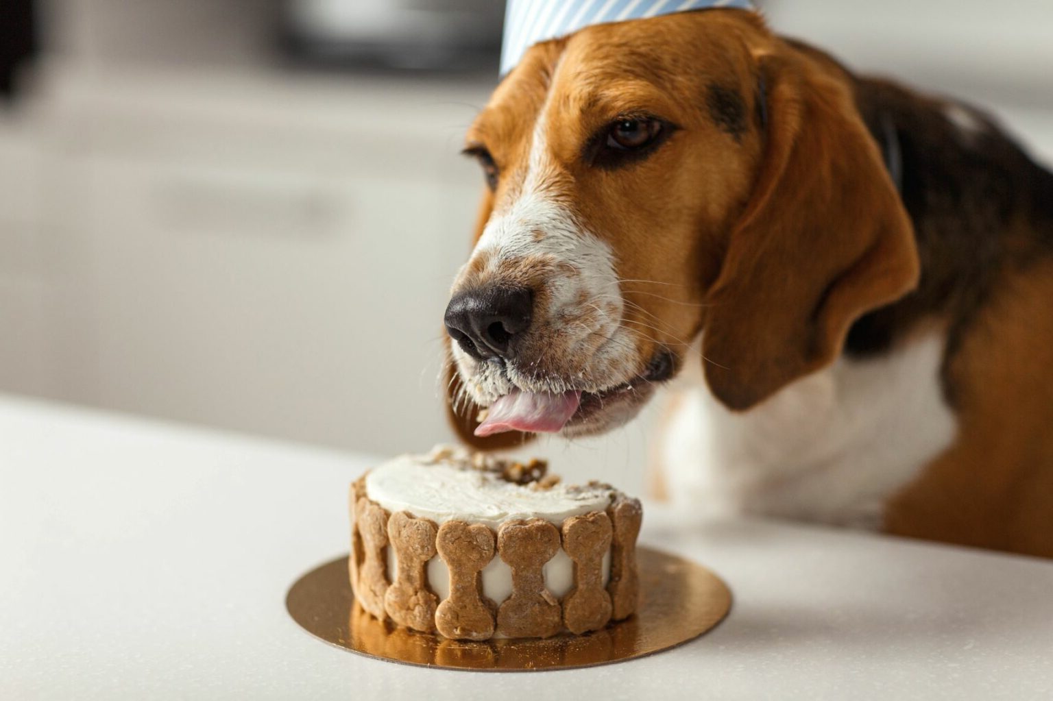 hunde-kage-opskrift